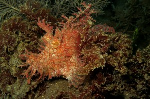 Diving expeditons - 3 weeks Raja Ampat to Komodo - nice fishy