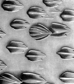 Dermal denticles of the whale shark