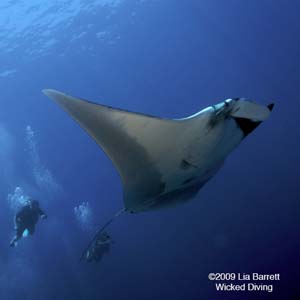 Similan Dive Center - Manta Rays are commonly seen at several of our local dive sites