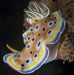 similan-island-marine-life-9