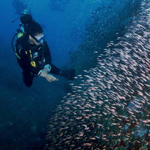 similan-marine-life-divers-7