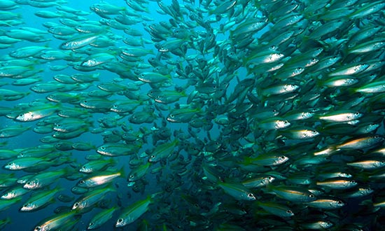 Richelieu Rock fish swarm
