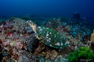 Similan Diving - chilling with a turtle https://wickeddiving.com/wd-locations/similan-islands/