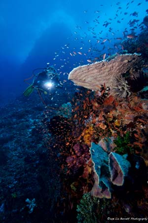 Komodo Dive Center - beautiful reef wall