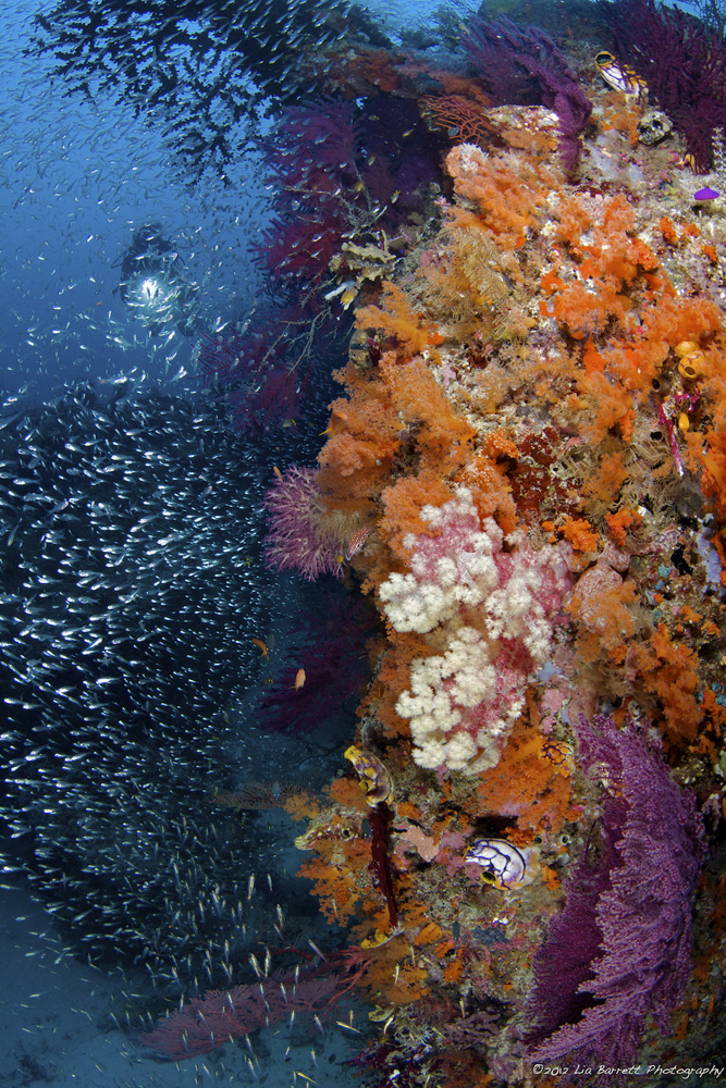 Raja Ampat Diving - just another day