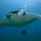 similan islands diving - enjoying fun at the similans, thailand