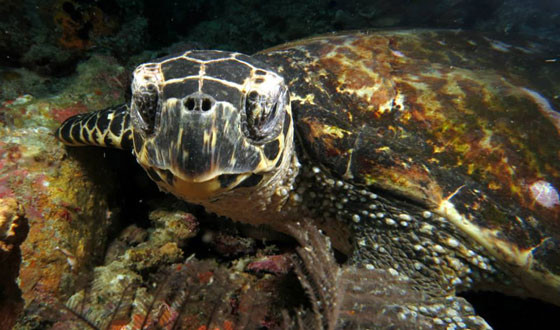 2 week diving expeditions - with wicked diving