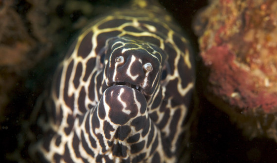 Khao Lak diving - eels