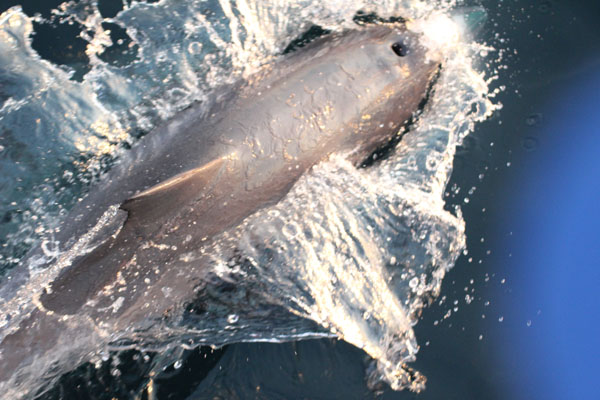 Labuan bajo diving daytrip - dolphins