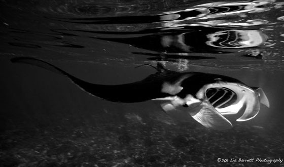 Manta Ray Research diving in Komodo