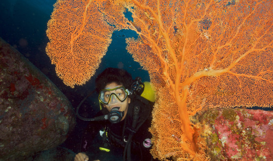 learn to dive - photo gallery