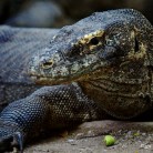 From our Komodo Dive center we see dragons frequently and safely https://wickeddiving.com/wd-locations/komodo/