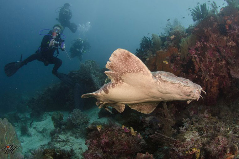 Wobbegong - one of the many amazing creatures in raja ampat