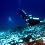 the best Komodo diving experience with local guides